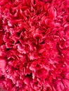 Texture background, Chrysanthemum, Pink, OKC Royalty Free Stock Photo