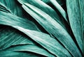 texture background 2020 Close toned tropical view color leaf year Royalty Free Stock Photo
