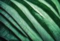 texture background 2020 Close toned tropical view color leaf year Royalty Free Stock Photo