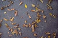 Texture background, Close up nature autumn dry brown leaves on the grey povement