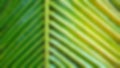 Texture background of coconut leave, with the beam sunlight affect tone