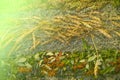 Texture background Dry grass collected in the mat. Excellent fla Royalty Free Stock Photo