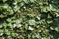 Texture background Dry grass collected in the mat. Excellent fla Royalty Free Stock Photo