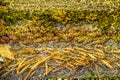 Texture background Dry grass collected in the mat. Excellent fla Royalty Free Stock Photo