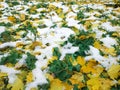 Texture background, first snow in park in autumn, autumn green grass leaves background. View from above. White snow. Royalty Free Stock Photo