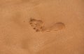 Texture background footprints of human feet on the sand on the sandy beach. Royalty Free Stock Photo