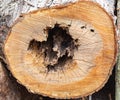 Texture, background. Forest management; Close up of cut surface of a tree showing an irregular hollow  tree rings from a park Royalty Free Stock Photo