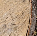 Texture, background. Forest management; Close up of cut surface of a tree showing tree rings from a park