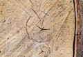 Texture, background. Forest management; Close up of cut surface of a tree showing tree rings from a park Royalty Free Stock Photo