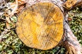 Texture, background. Forest management; Close up of cut surface of a tree showing tree rings from a park