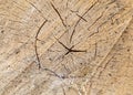 Texture, background. Forest management; Close up of cut surface of a tree showing tree rings from a park Royalty Free Stock Photo