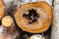 Texture, background. Forest management; Close up of cut surface of a tree showing an irregular hollow tree rings from a park