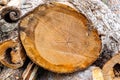 Texture, background. Forest management; Close up of cut surface of a tree showing tree rings from a park