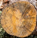 Texture, background. Forest management; Close up of cut surface of a tree showing tree rings from a park Royalty Free Stock Photo