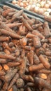 Texture background of fresh large orange carrots. Fresh harvest