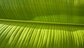 Texture Background of Fresh Light Green Banana Leaf with Lights and Shades on Surface Royalty Free Stock Photo