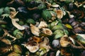 Texture background image of coconut coir husk or shell