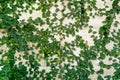 Texture background of ivy leave green spring wall. Royalty Free Stock Photo