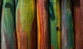 Texture background of a large rainbow eucalyptus tree. Royalty Free Stock Photo