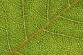 Texture, background of leaf
