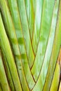 Texture background of the leaf stalk Royalty Free Stock Photo