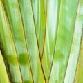Texture background of the leaf stalk Royalty Free Stock Photo