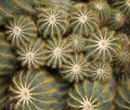 Green Spiny Cactus Background Royalty Free Stock Photo
