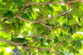 Texture, background Malabar leaves green dark branch with sunlight shining through not reaching ground