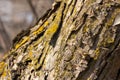 Texture background of moss and lichen on an apple tree Royalty Free Stock Photo