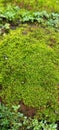 Texture background of moss and weeds on bricks