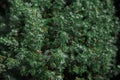 Texture background of natural green juniper. Royalty Free Stock Photo