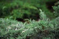 Texture background of natural green juniper. Royalty Free Stock Photo