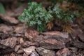 Texture background of natural green juniper. Royalty Free Stock Photo