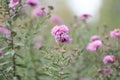 Garden autumn flowers Royalty Free Stock Photo