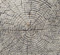 texture and background of old and gray tree stump top view Royalty Free Stock Photo