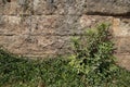 Texture background of old natural stone brick wall in yellow with joint, rough surface and green plant Royalty Free Stock Photo