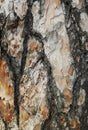 Texture background old pine tree bark Royalty Free Stock Photo