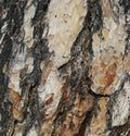 Texture background old pine tree bark Royalty Free Stock Photo