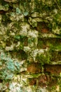 The texture of the background of the old red and white brick wall covered with moss. Fabulous, fairy tale location of Royalty Free Stock Photo