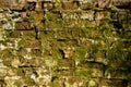 The texture of the background of the old red and white brick wall covered with moss. Fabulous, fairy tale location of Royalty Free Stock Photo