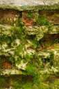 The texture of the background of the old red and white brick wall covered with moss. Fabulous, fairy tale location of Royalty Free Stock Photo