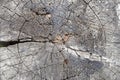 texture background old tree stump nature grey Royalty Free Stock Photo