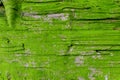 Texture, background of an old wet board. Green moss on wood. Royalty Free Stock Photo