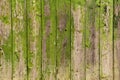 Texture, background: old wooden boards with peeling green paint Royalty Free Stock Photo