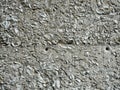 Texture Background of Oyster Shell Tabby Royalty Free Stock Photo