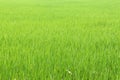 Texture background of paddy. Pattern view of the rice field. Royalty Free Stock Photo