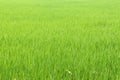 Texture background of paddy. Pattern view of the rice field.