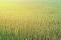 Texture background of paddy. Pattern view of the rice field with Royalty Free Stock Photo