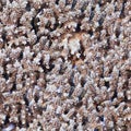 Texture background pattern