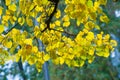 Texture, background, pattern. Autumn leaves of lindens are yellow on a tree. Photographed in counter light. linden, lime, fake, c